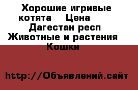 Хорошие игривые котята  › Цена ­ 10 - Дагестан респ. Животные и растения » Кошки   